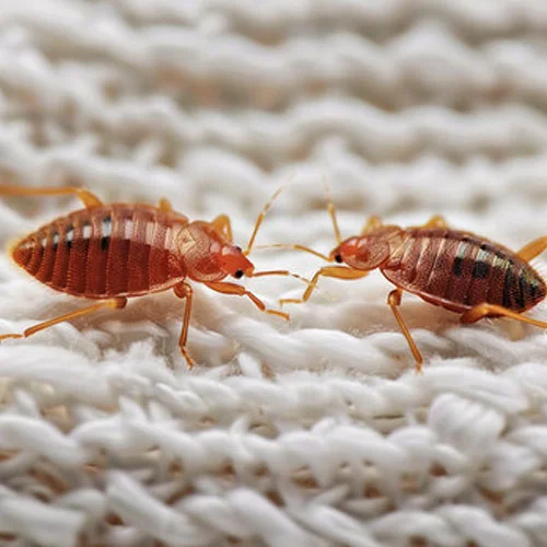 Bed Bug Treatment
